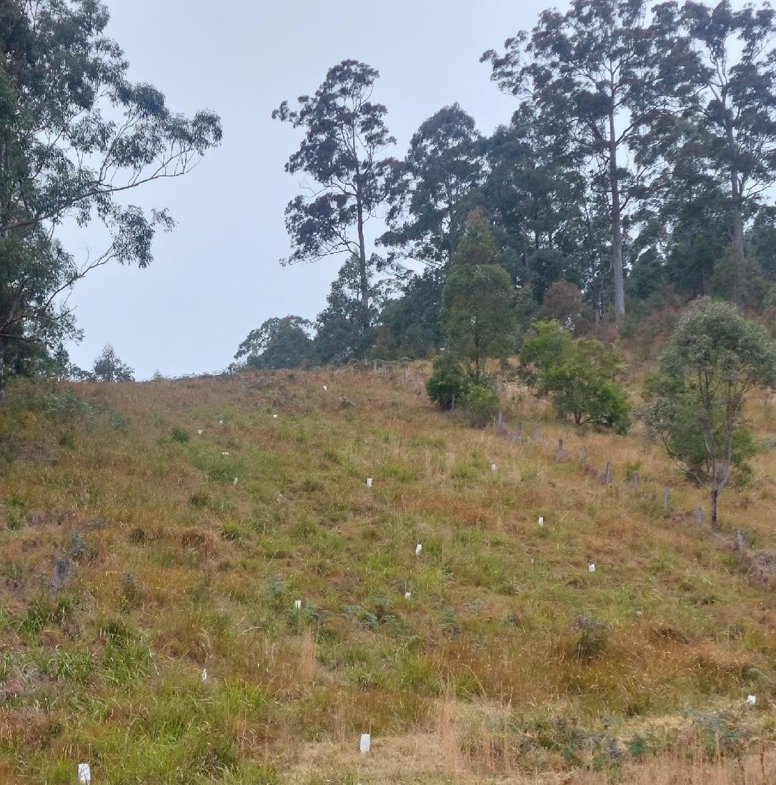 Aerial view of Australian landscape restoration