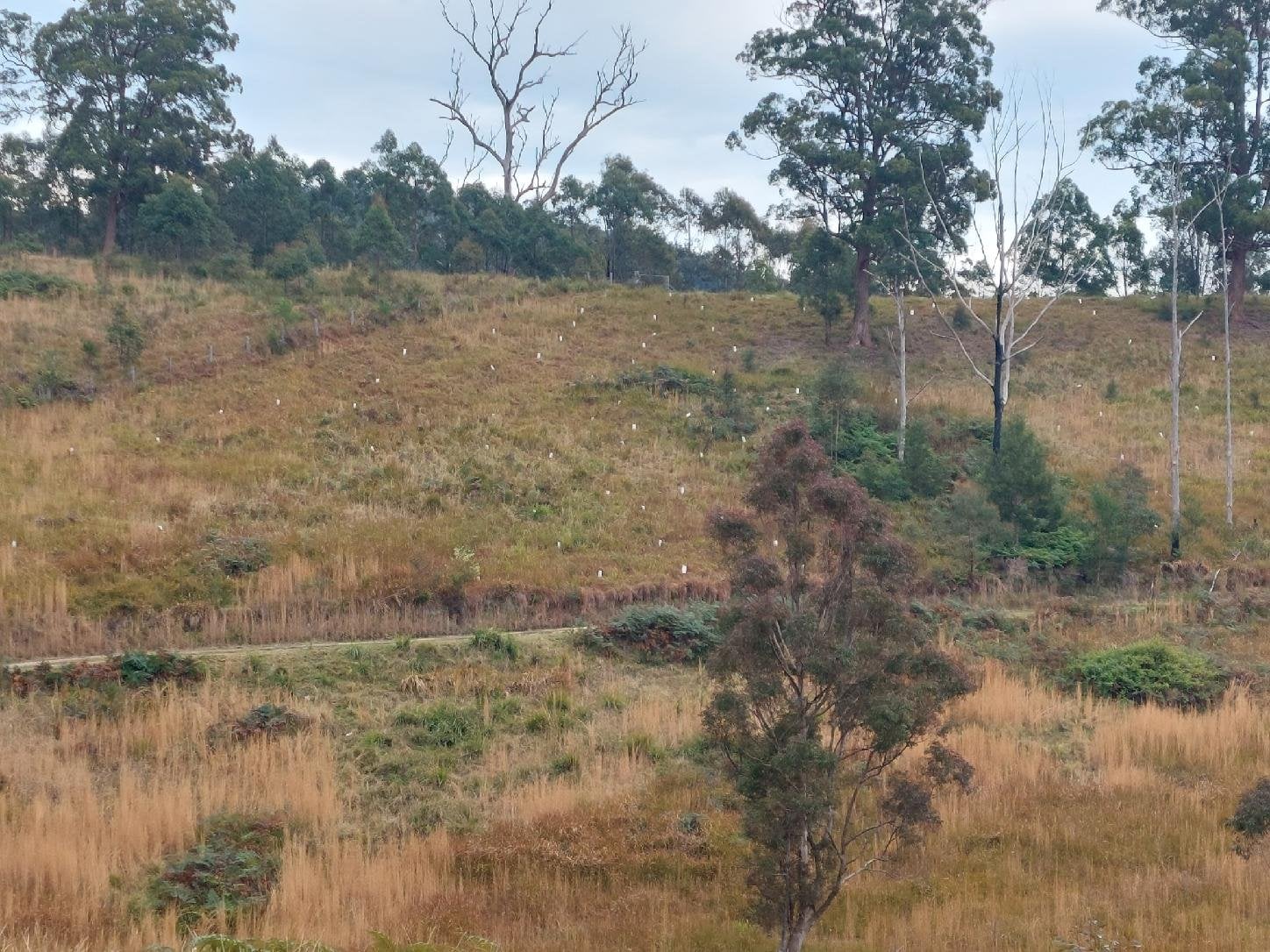 Native tree planting and revegetation