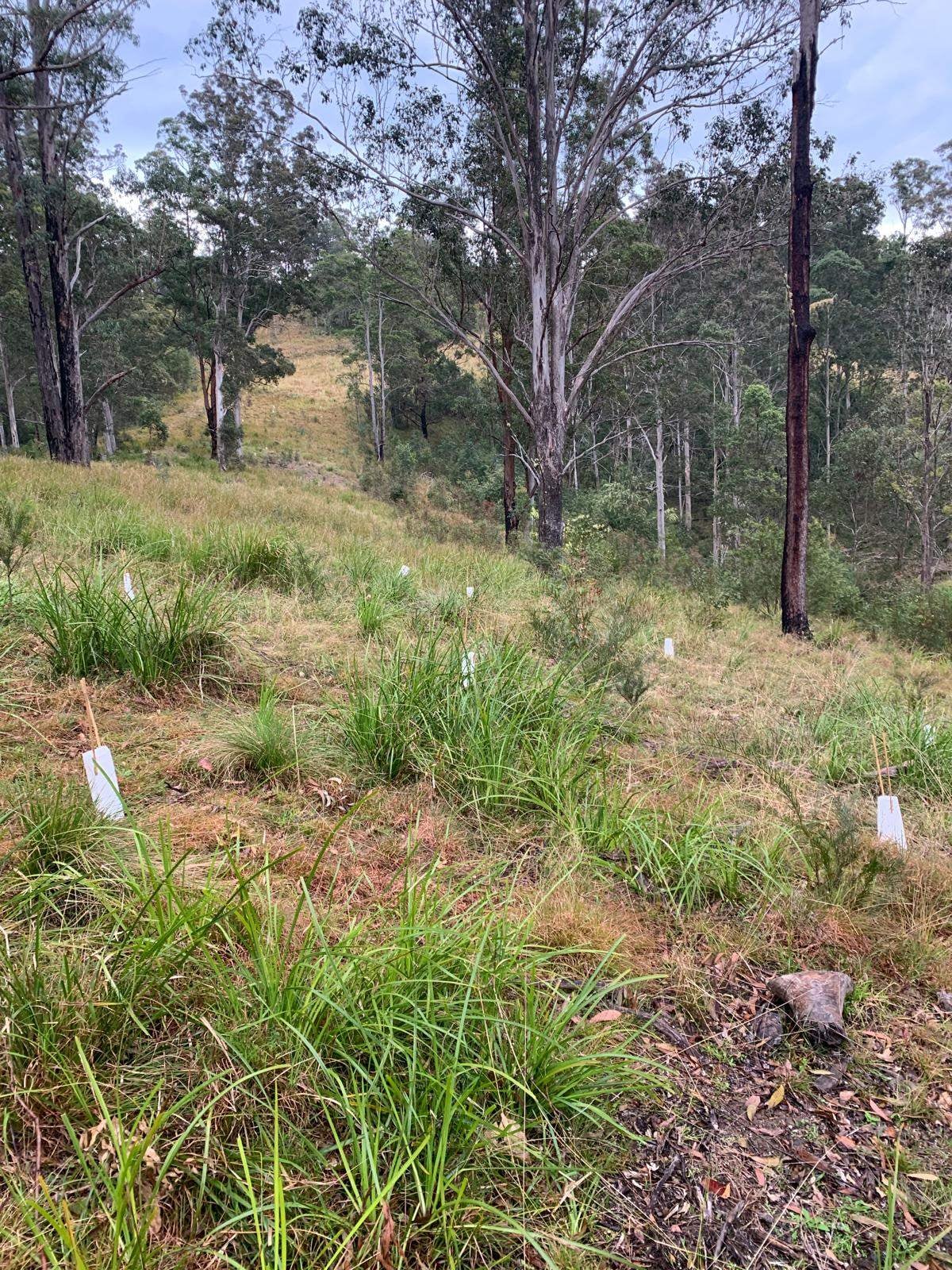 NSW mid-north coast bush landscape